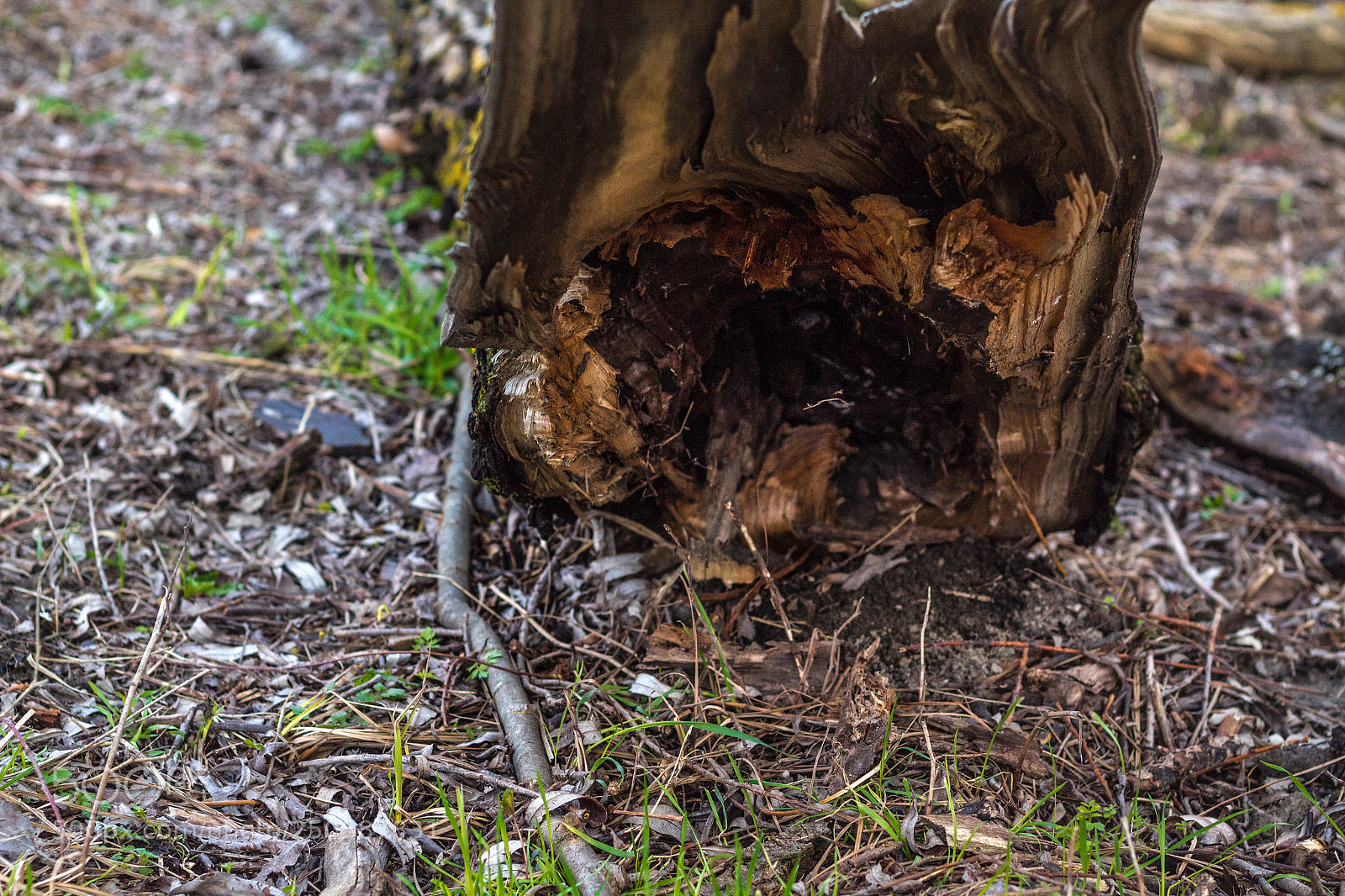 Canon EOS 1300D (EOS Rebel T6 / EOS Kiss X80) sample photo. Hollow tree photography