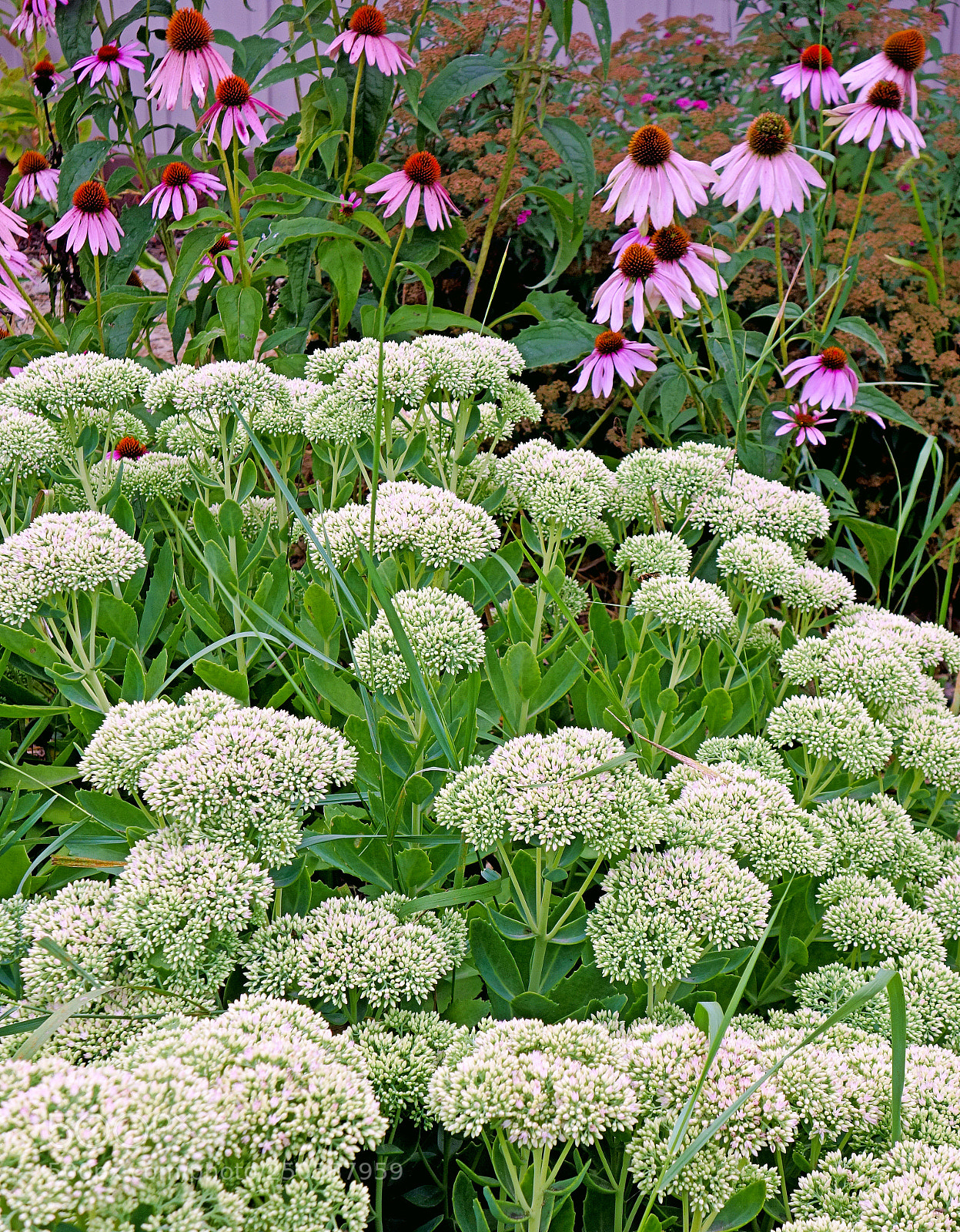 Sony Cyber-shot DSC-RX100 sample photo. Floral bounty photography