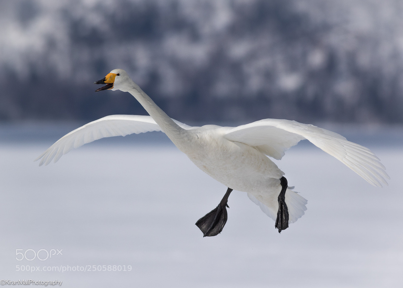 Canon EOS 7D Mark II sample photo. Whooper swan landing photography