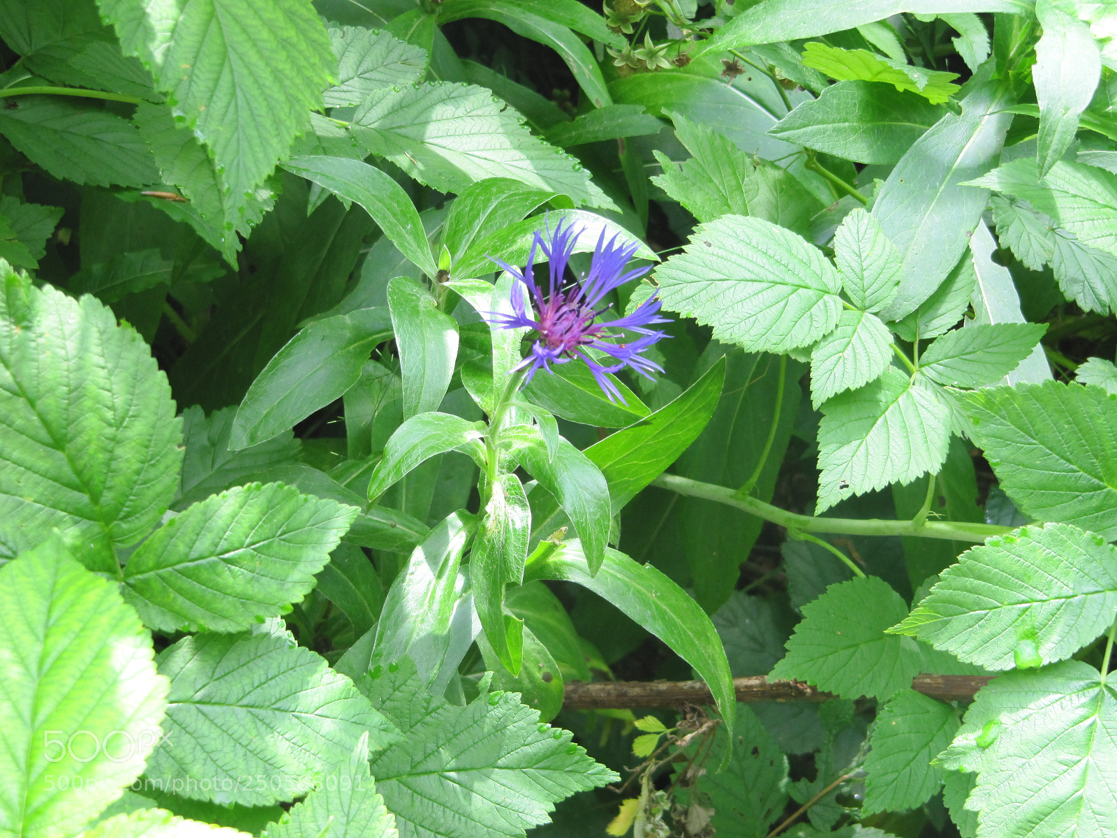 Canon PowerShot SX200 IS sample photo. Alpe du grand serre () photography