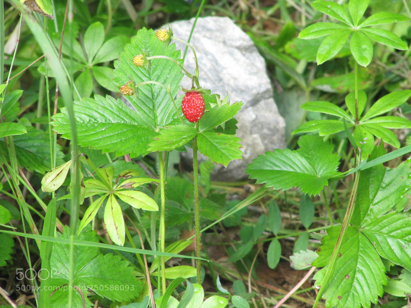 Canon PowerShot SX200 IS sample photo. Alpe du grand serre () photography