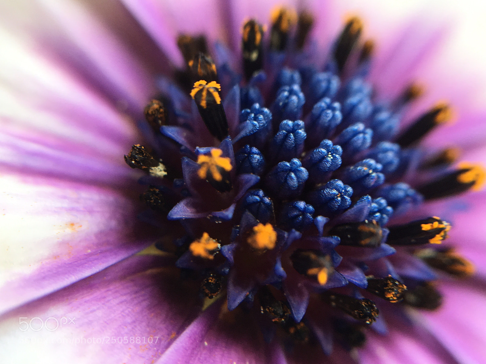 Apple iPhone 6s sample photo. Daisy for love photography