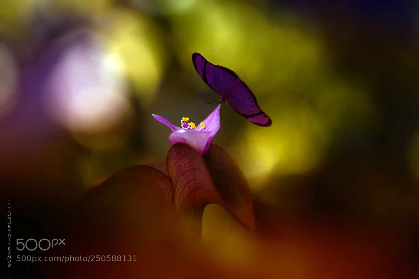 Canon EOS 7D sample photo. Come with me... photography