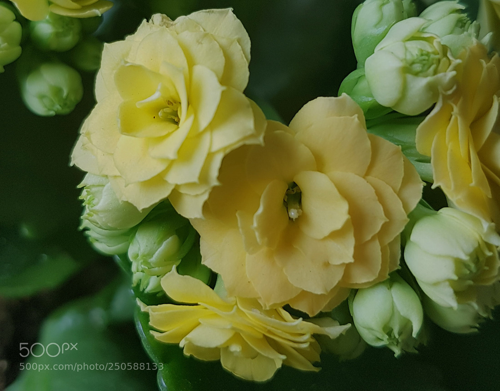 Samsung Galaxy S7 Edge sample photo. Calanchoe amarillo photography