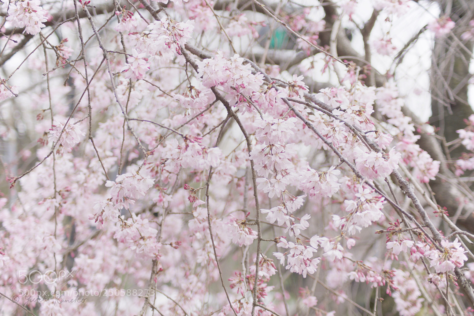 Sony a6000 sample photo. Sakura 2018!! photography