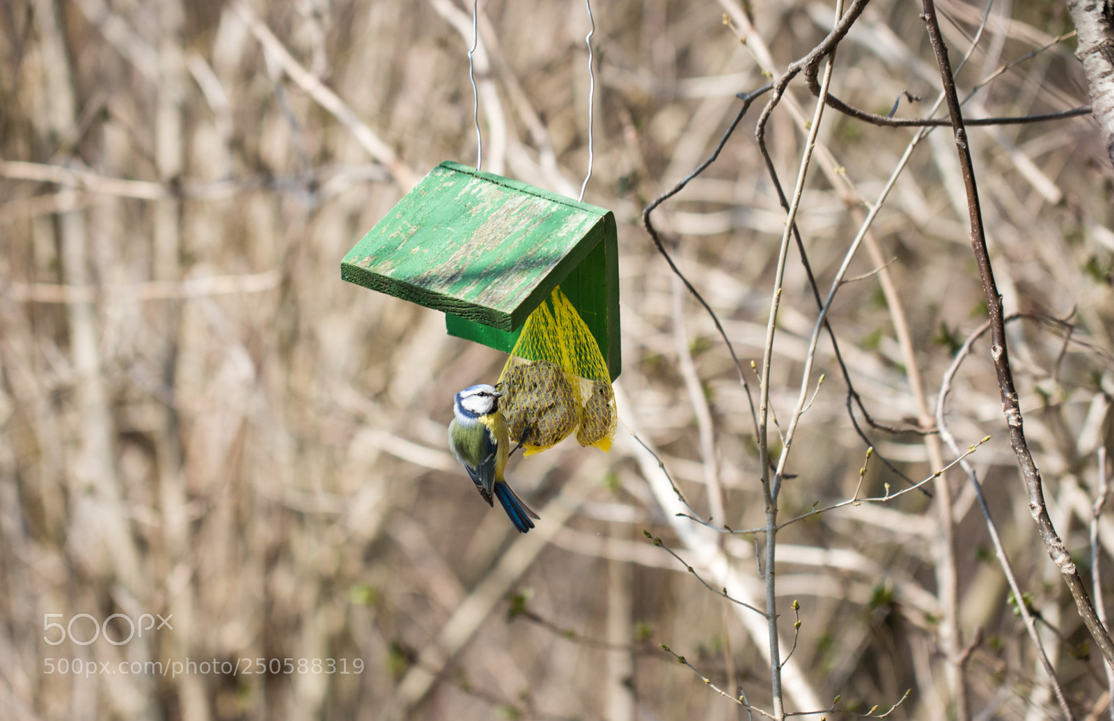 Canon EOS 80D sample photo. Bird on a birdhouse photography