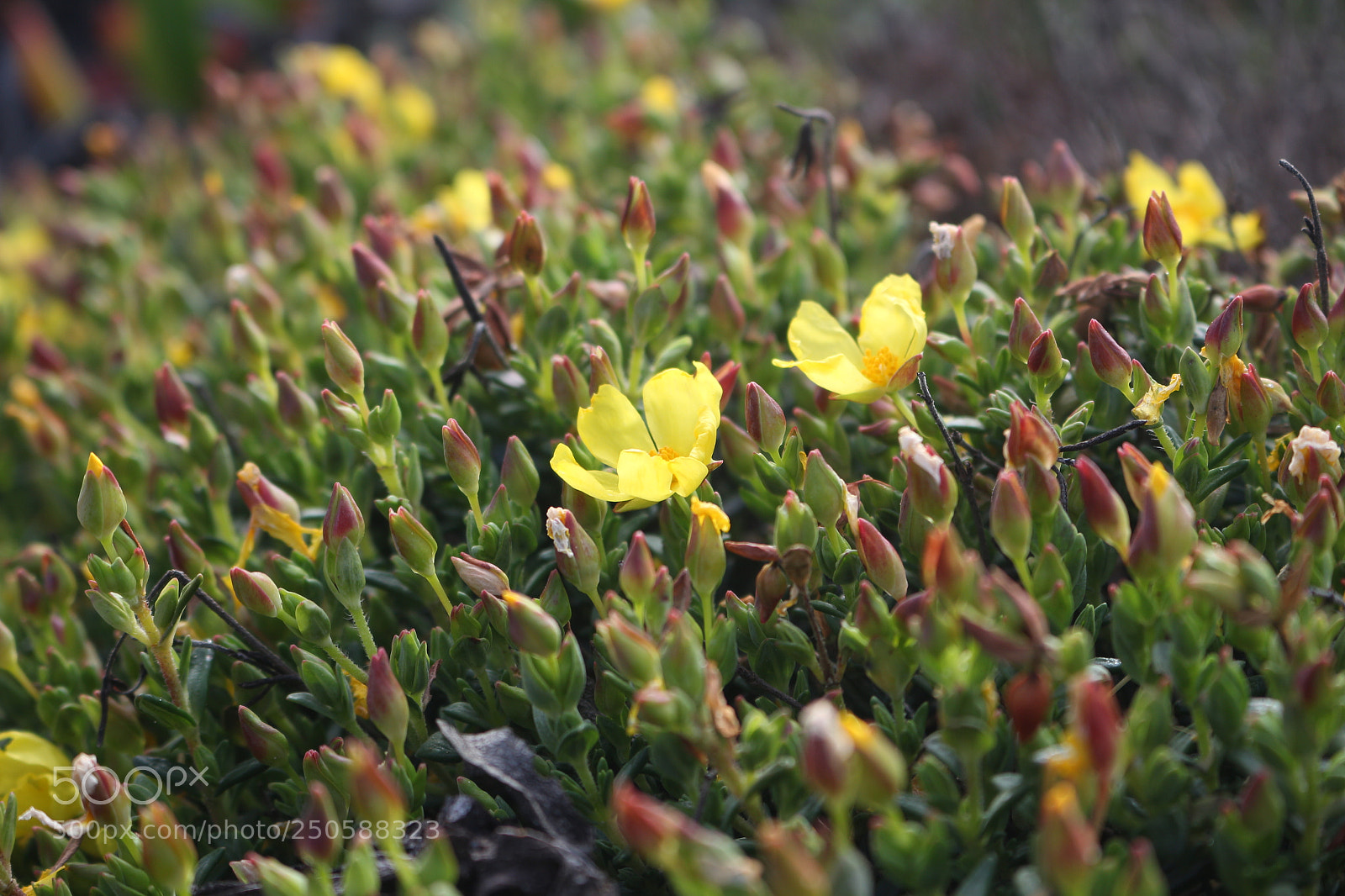 Canon EOS 700D (EOS Rebel T5i / EOS Kiss X7i) sample photo. Beach flower photography