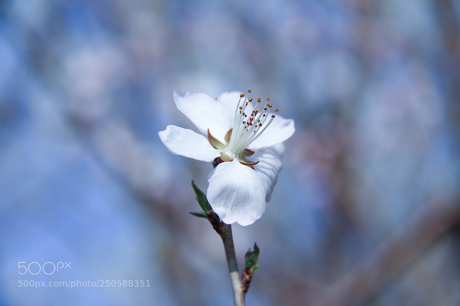 Canon EOS 7D sample photo. 花 photography