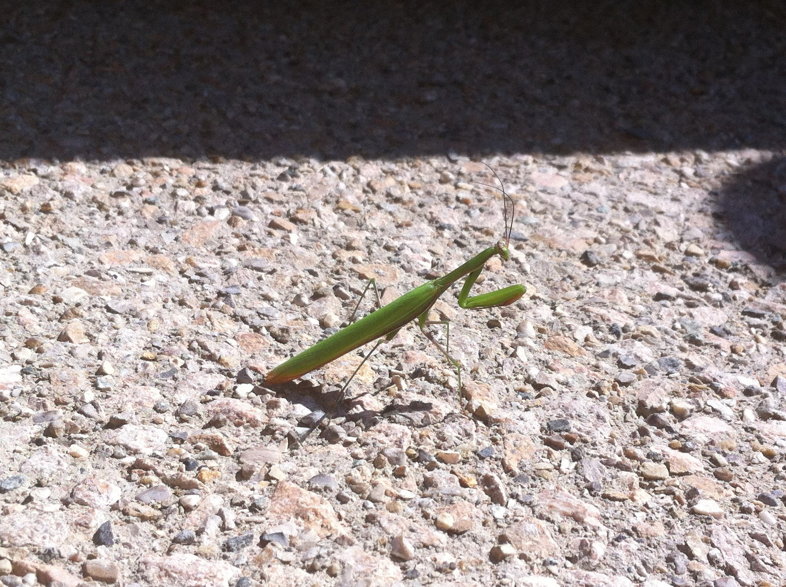 Apple iPhone 4 sample photo. Img photography