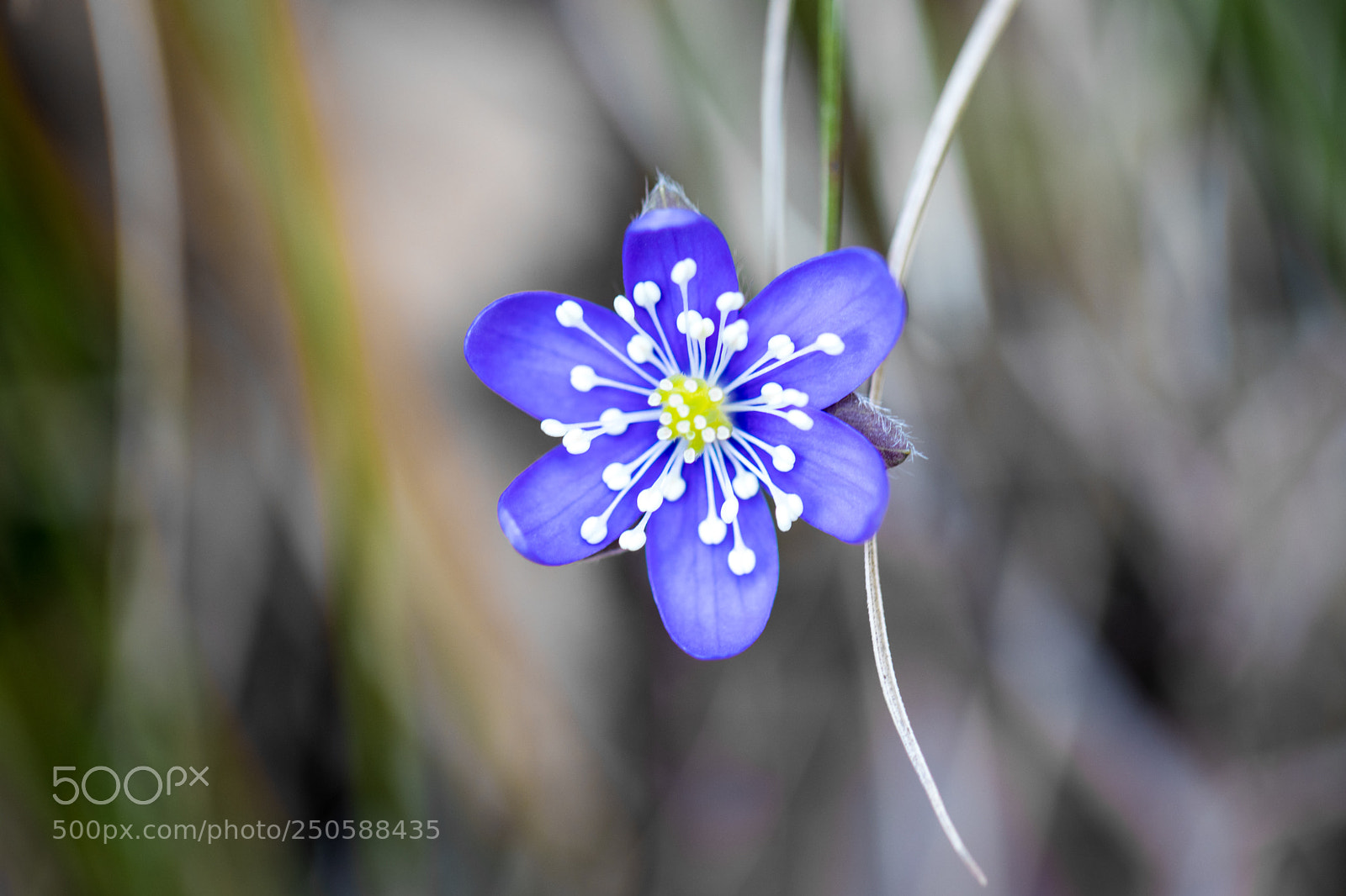 Canon EOS 80D sample photo. Purple flower in the photography