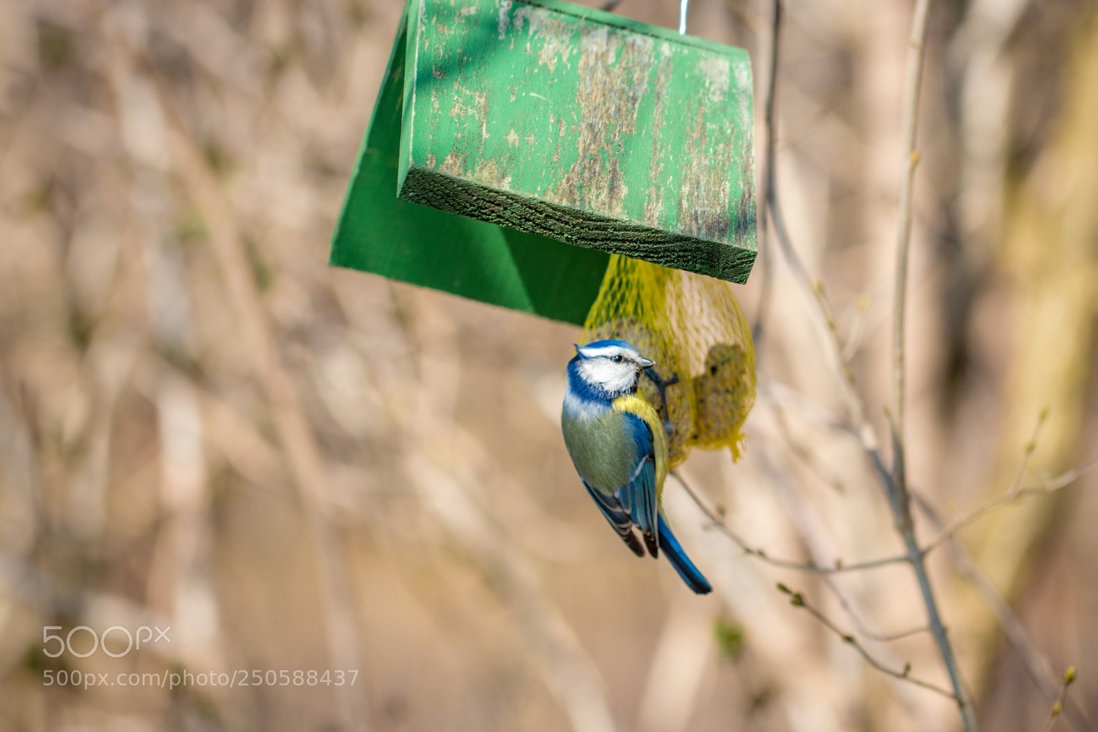 Canon EOS 80D sample photo. Bird on a birdhouse photography