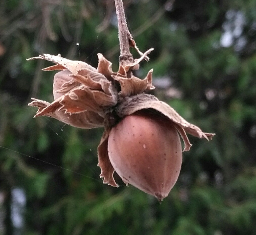 HUAWEI Honor 5X sample photo. Untitled photography