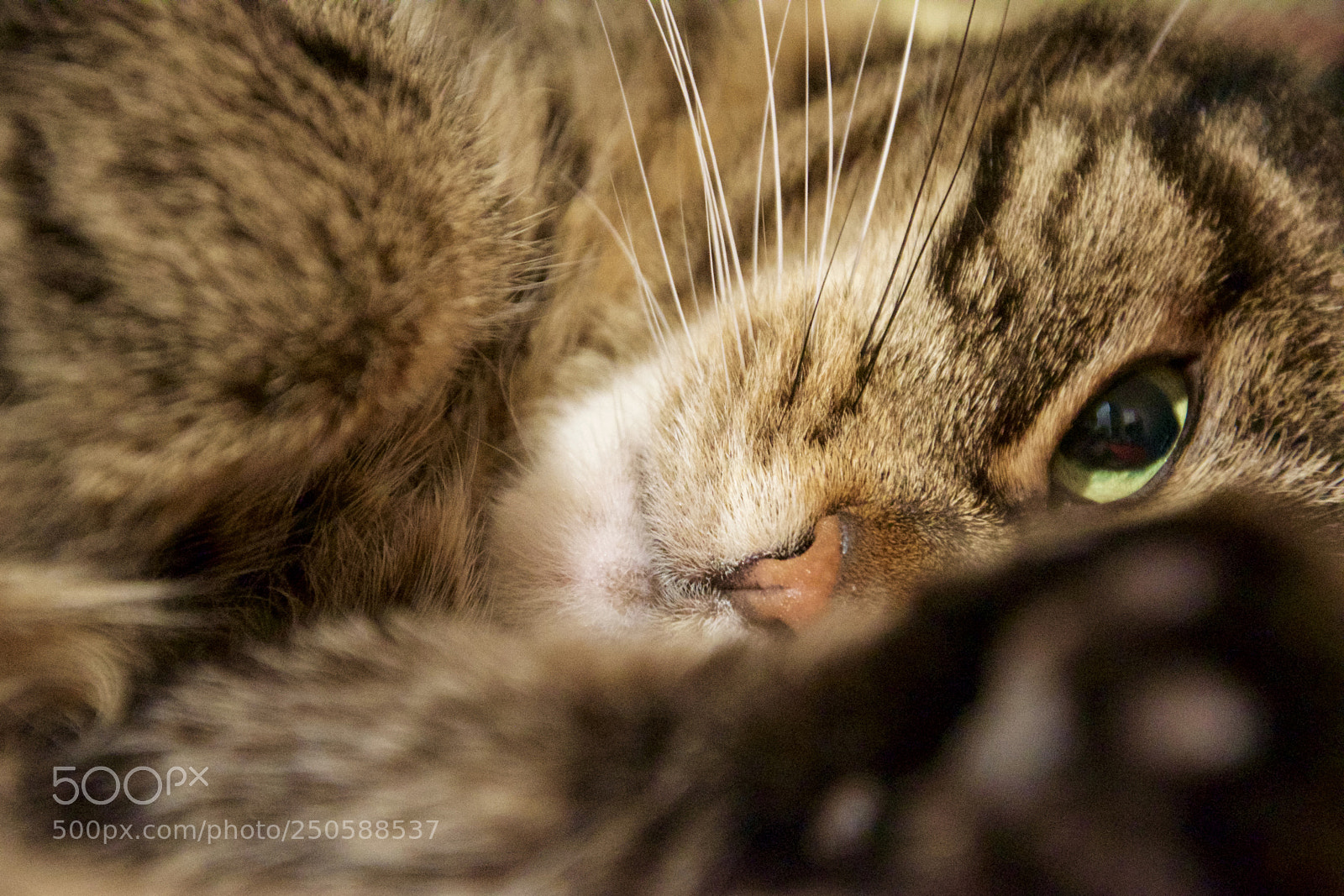 Nikon D3300 sample photo. Lazy day photography