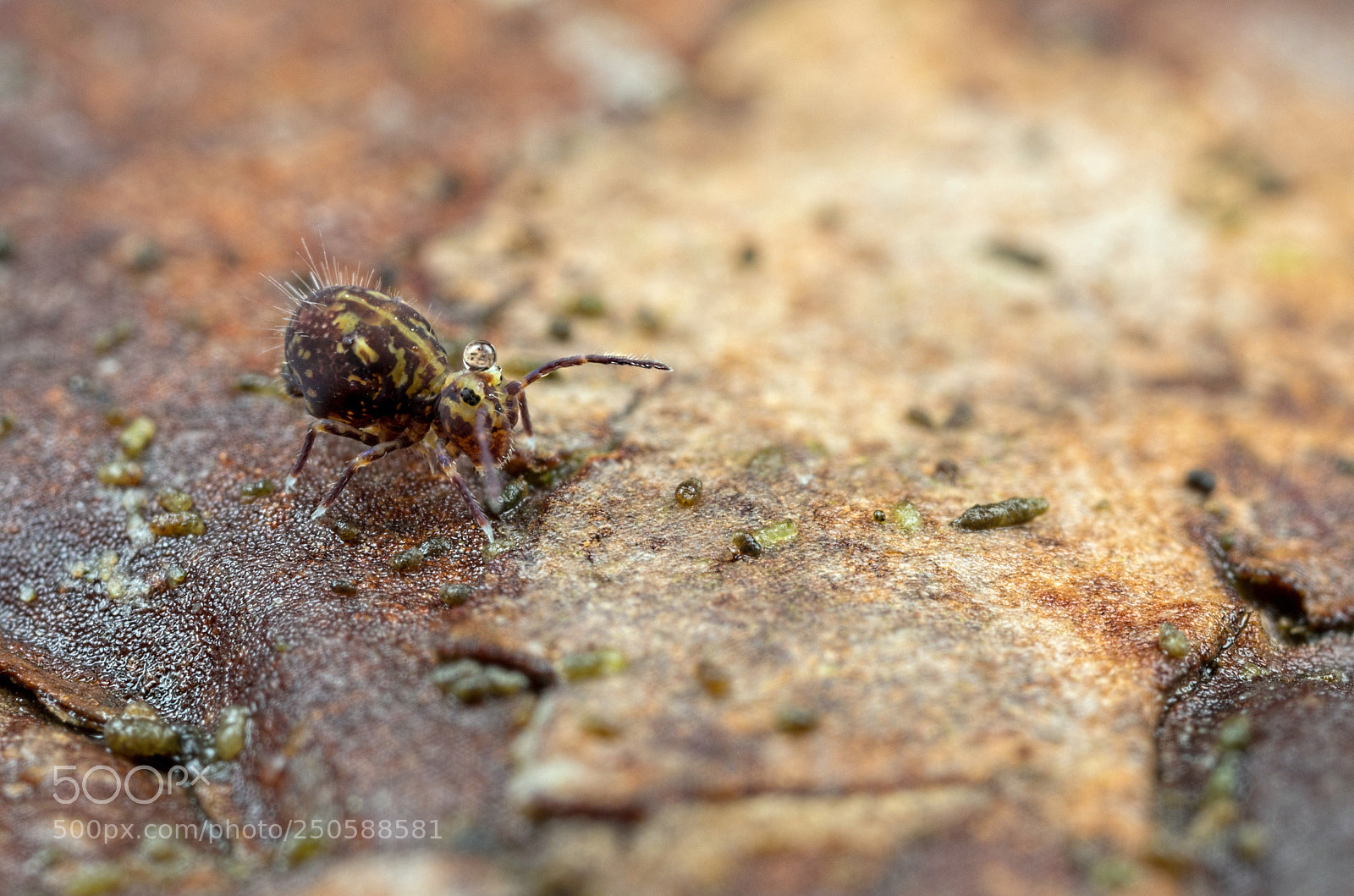 Canon EOS 5D Mark IV sample photo. Bubble globby photography