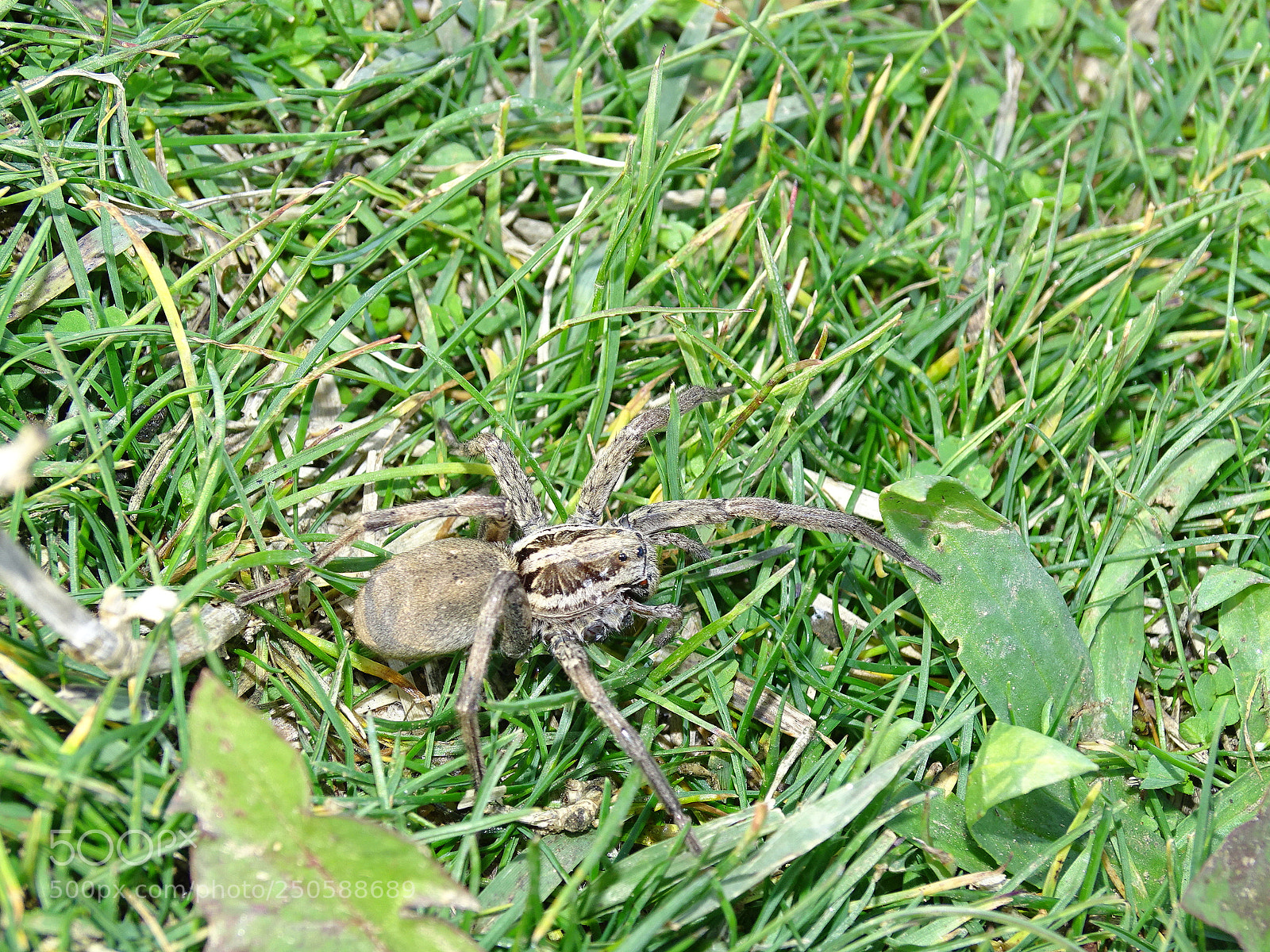 Sony Cyber-shot DSC-HX400V sample photo. Dsc photography