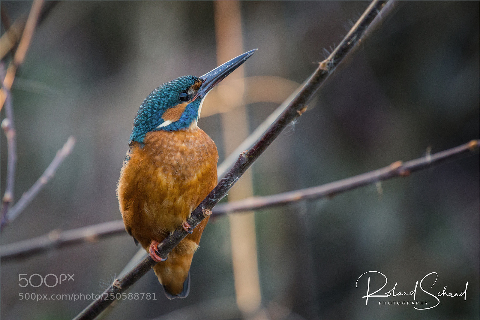 Canon EOS 5D Mark IV sample photo. Kingfisher photography