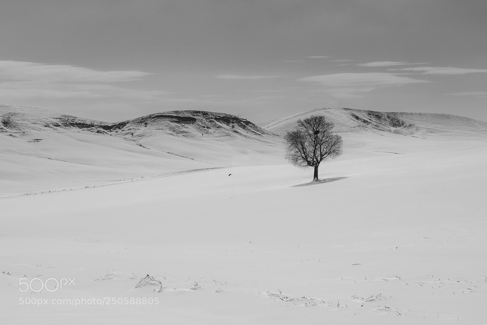 Nikon D7100 sample photo. Last snows photography