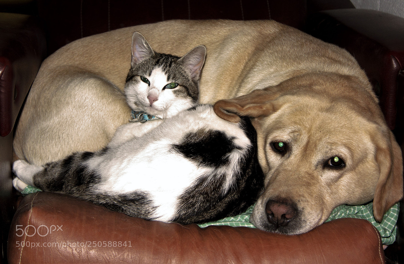 Canon EOS 60D sample photo. Perro y gato photography