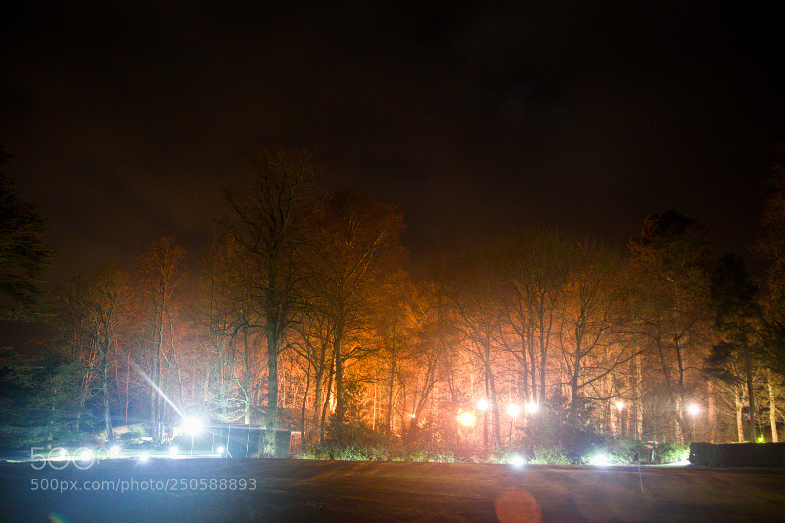 Nikon D7100 sample photo. Forest lights photography