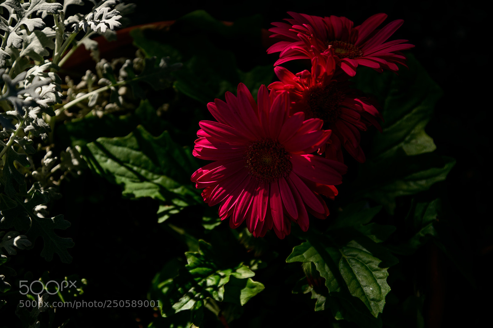 Nikon D850 sample photo. Let the light shine photography