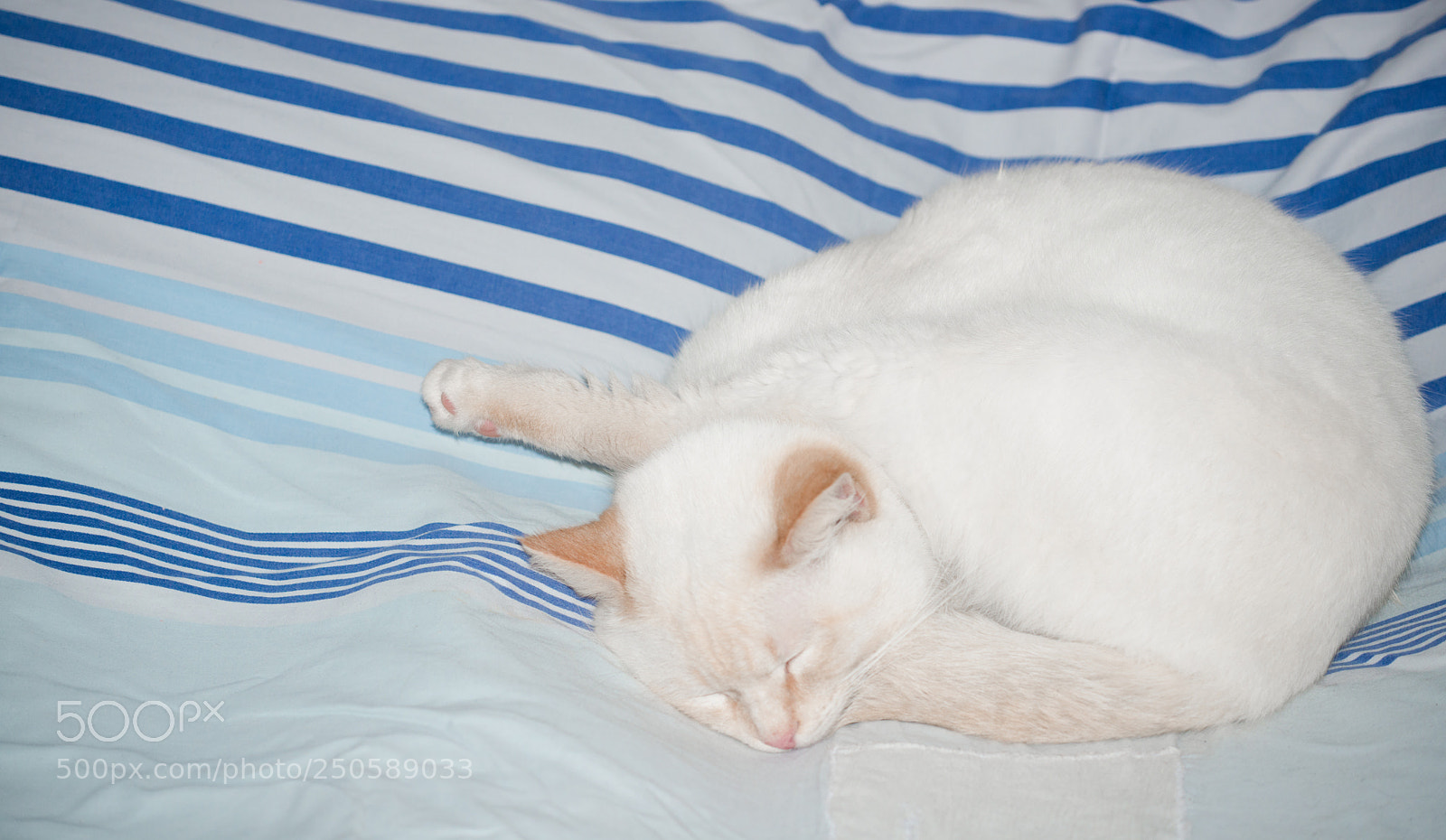 Nikon D800 sample photo. Sleeping position of the photography