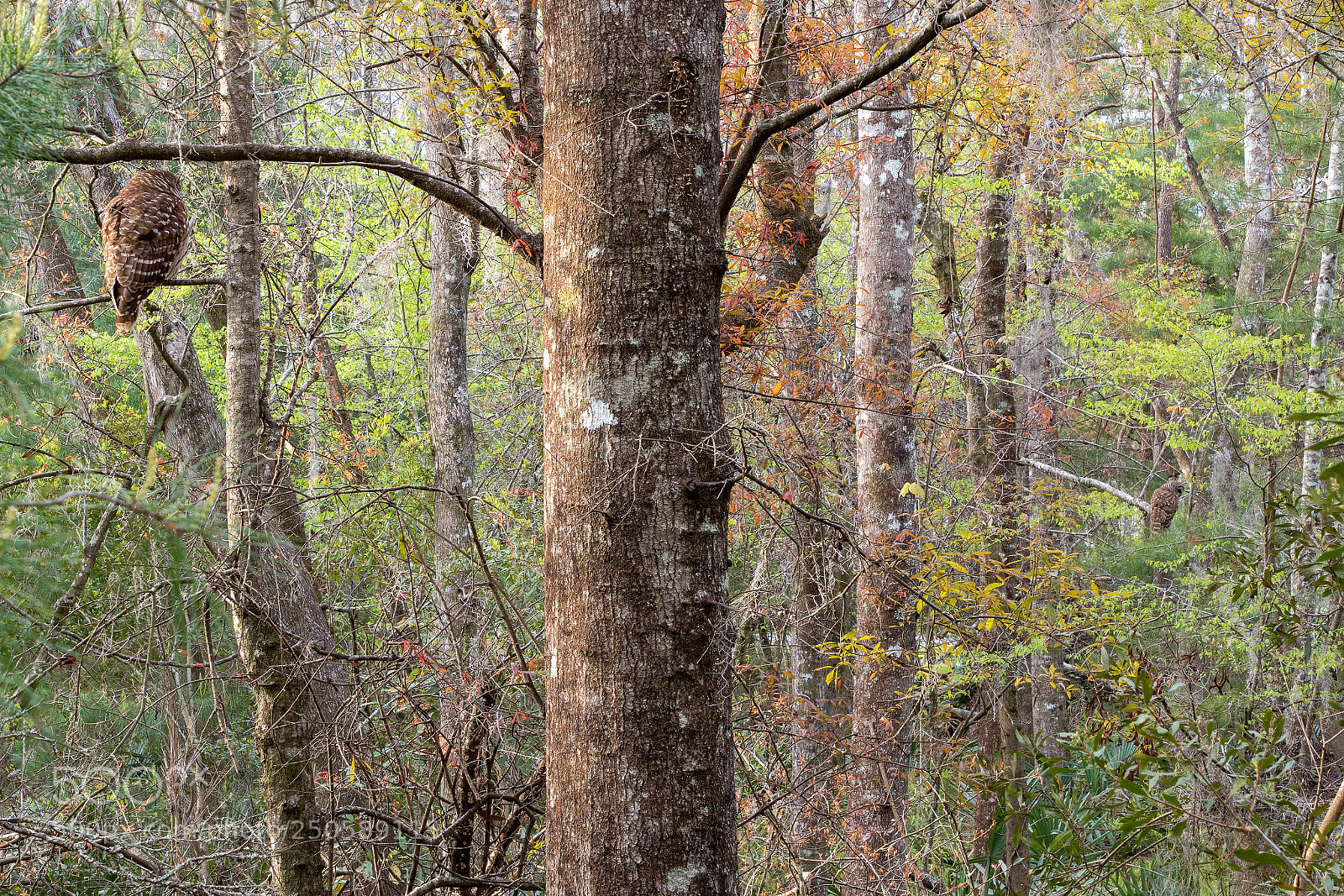 Canon EOS 7D Mark II sample photo. Pair of barred owls photography