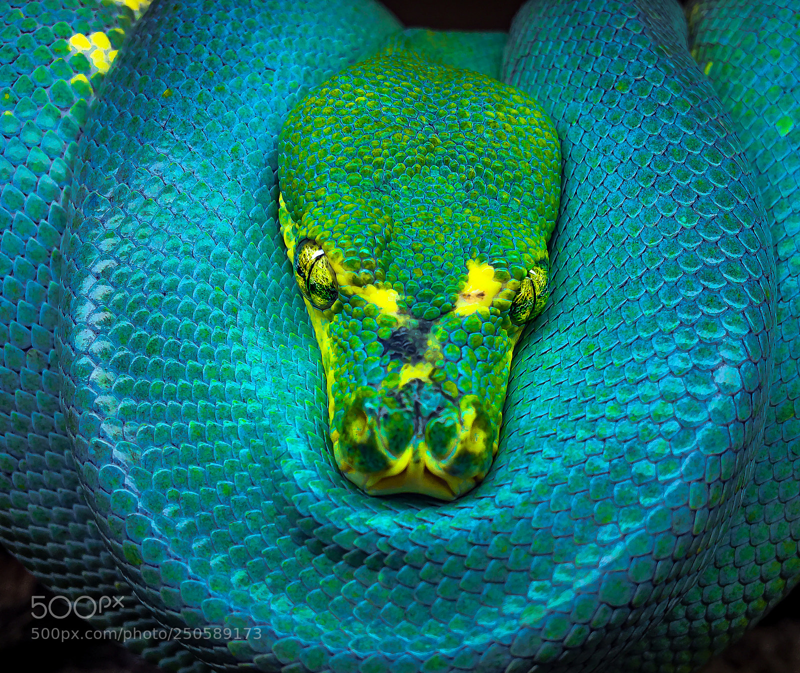 Apple iPhone 6s sample photo. Green tree python photography