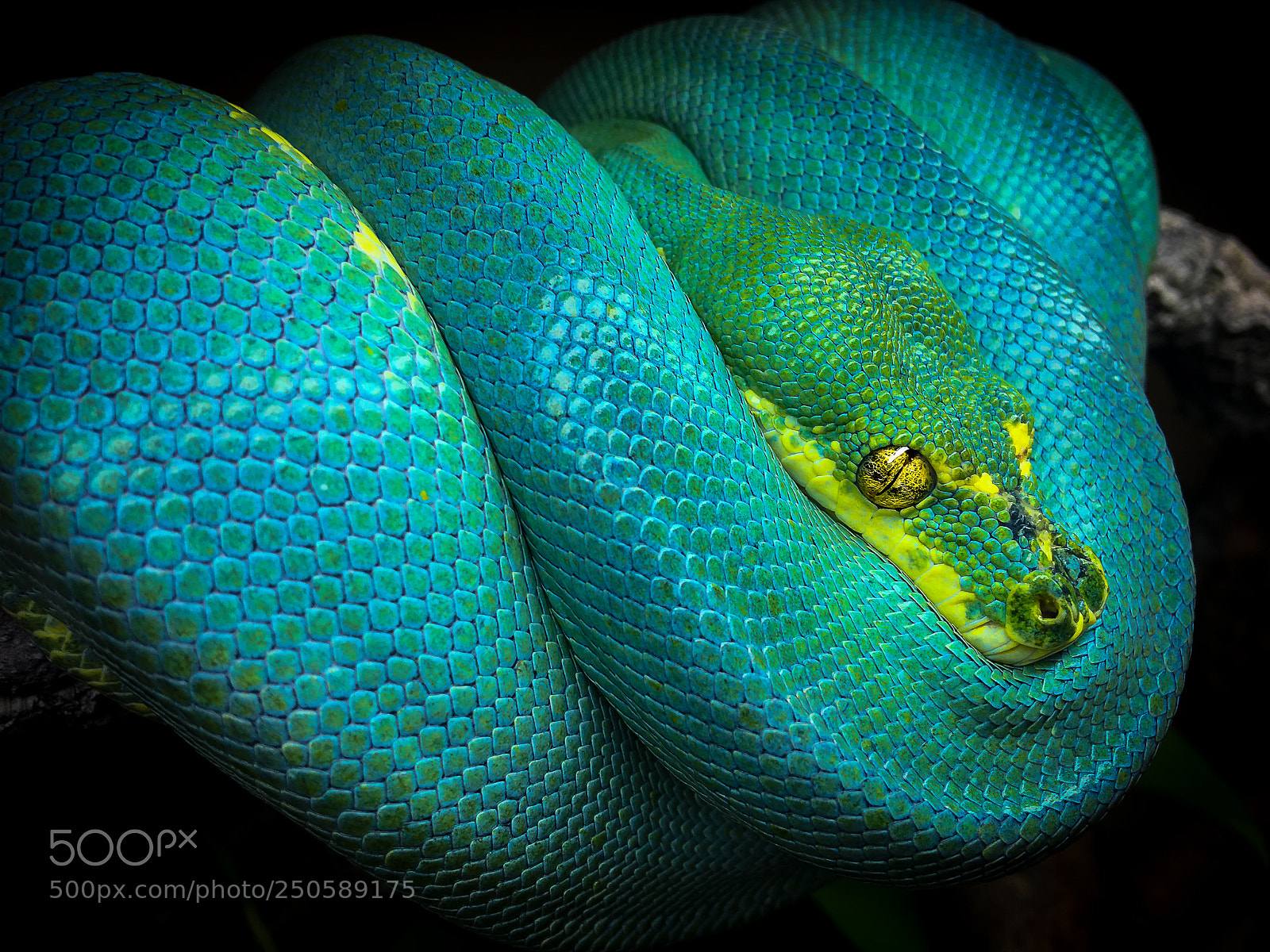 Apple iPhone 6s sample photo. Green tree python photography