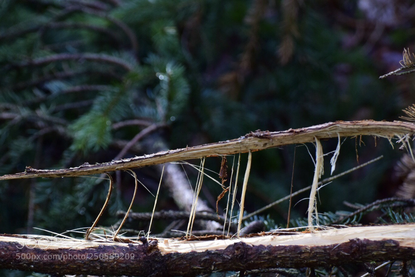 Nikon D5300 sample photo. Fallen tree photography