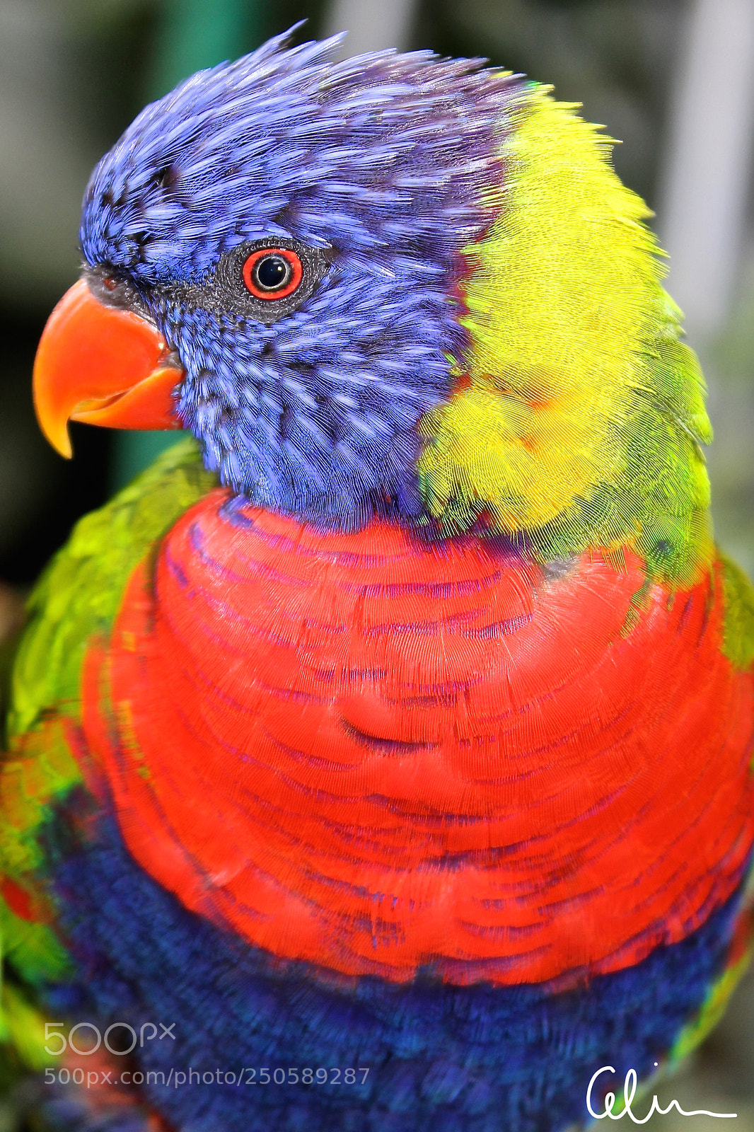 Canon EOS 100D (EOS Rebel SL1 / EOS Kiss X7) sample photo. Loriquet photography
