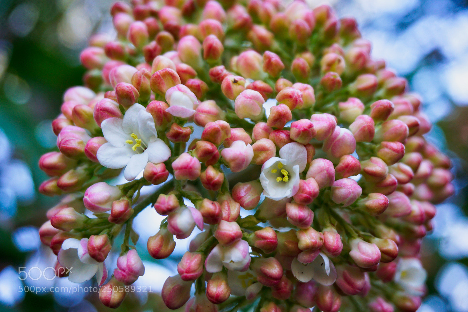 Sony a6000 sample photo. Spring beauty photography