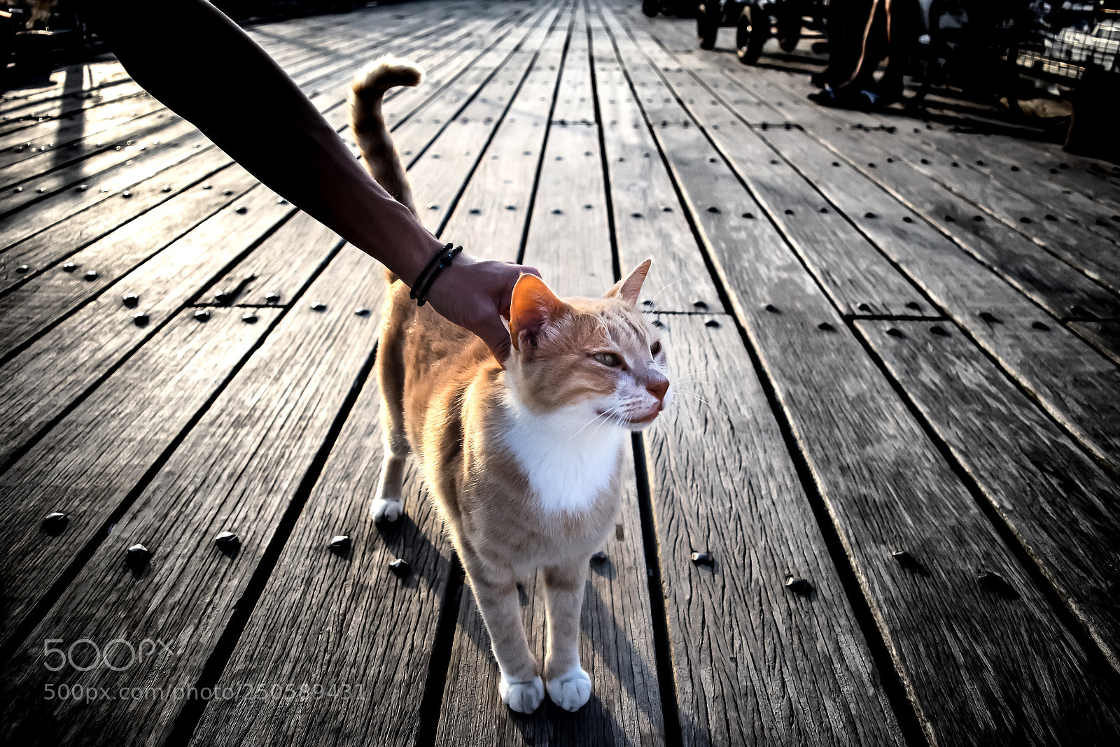 Nikon D5300 sample photo. Petting!! photography