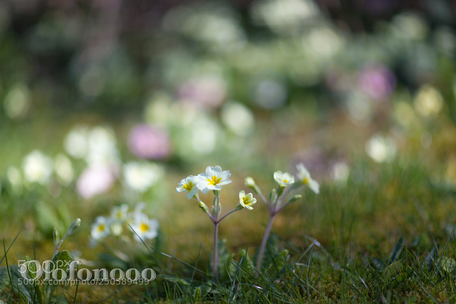 Canon EOS 5D Mark II sample photo. Hi there photography