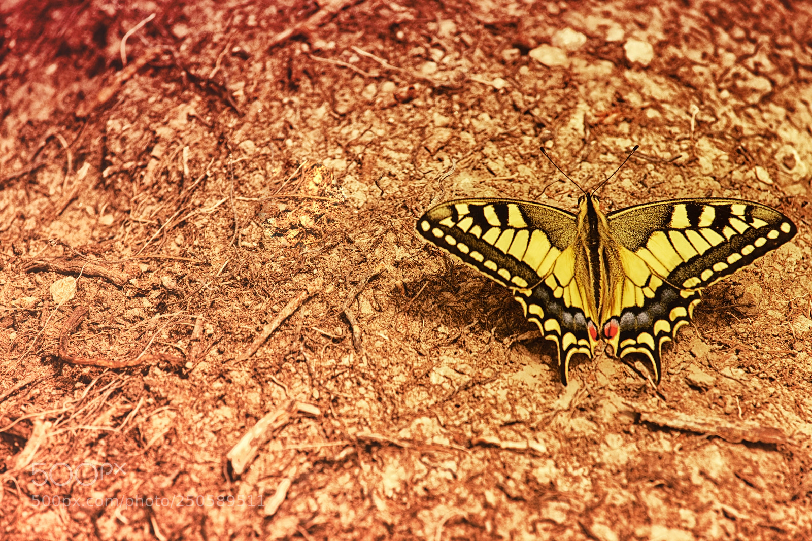 Canon EOS 700D (EOS Rebel T5i / EOS Kiss X7i) sample photo. Yellow butterfly photography