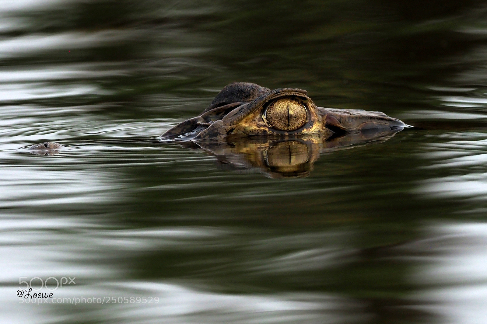 Olympus OM-D E-M1 Mark II sample photo. Black caiman eye photography