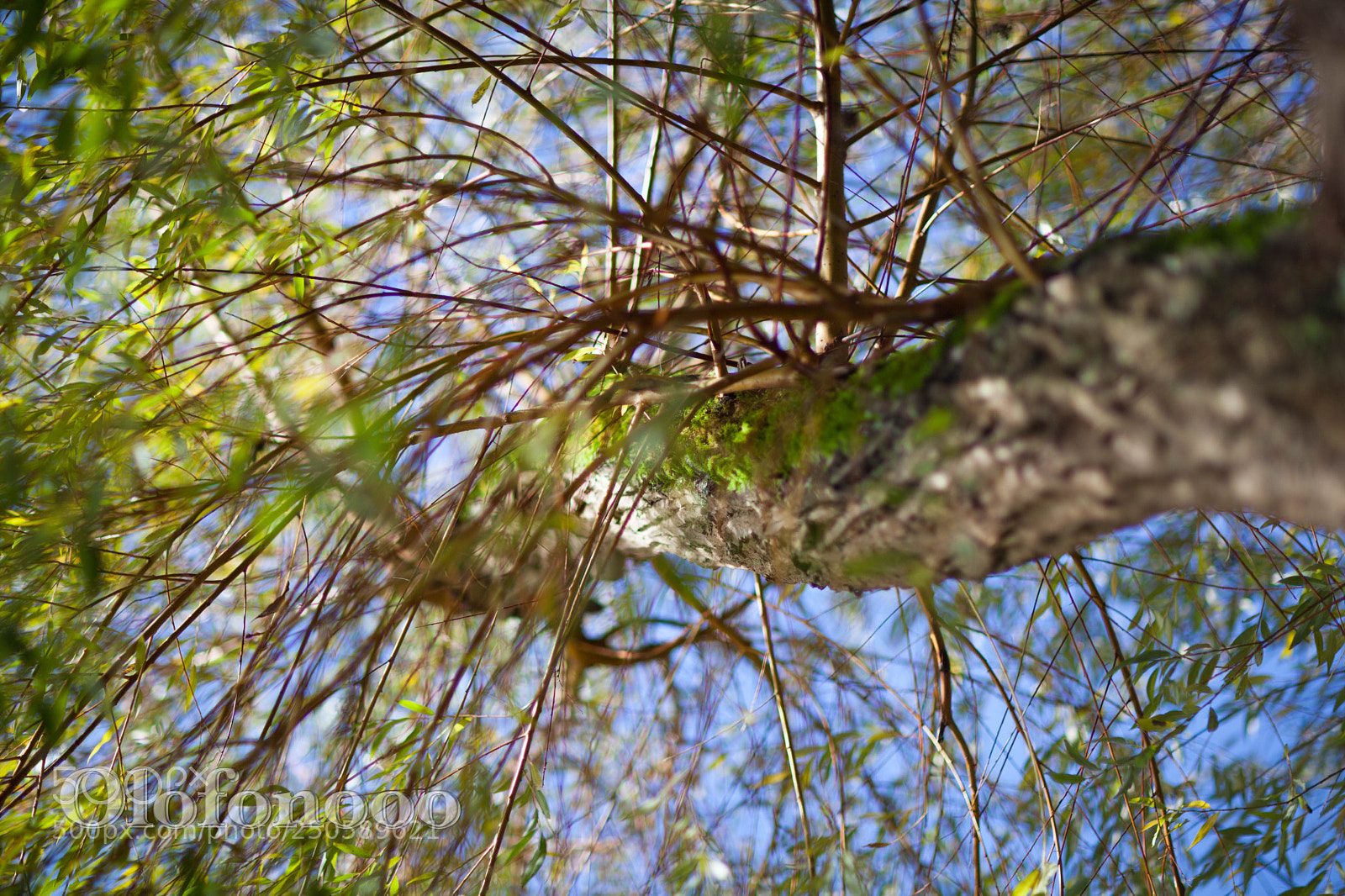 Canon EOS 5D Mark II sample photo. Busy branch photography