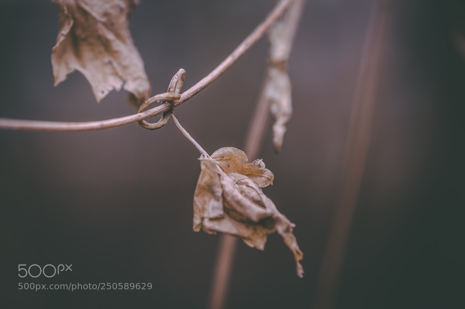 Fujifilm X-T1 sample photo. * photography