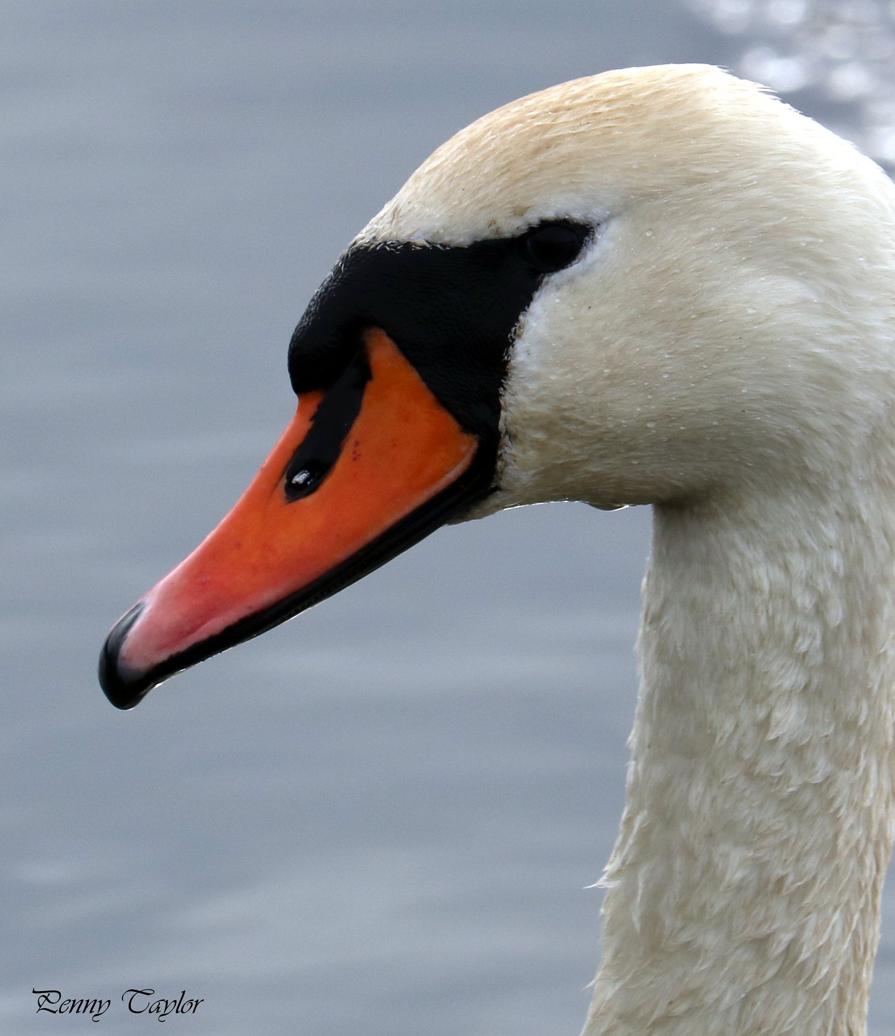 Canon EF 70-300 F4-5.6 IS II USM sample photo. Is this my best side? photography