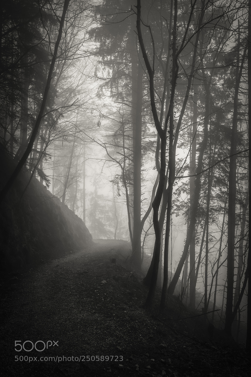 Fujifilm X-Pro2 sample photo. Blurred woods photography