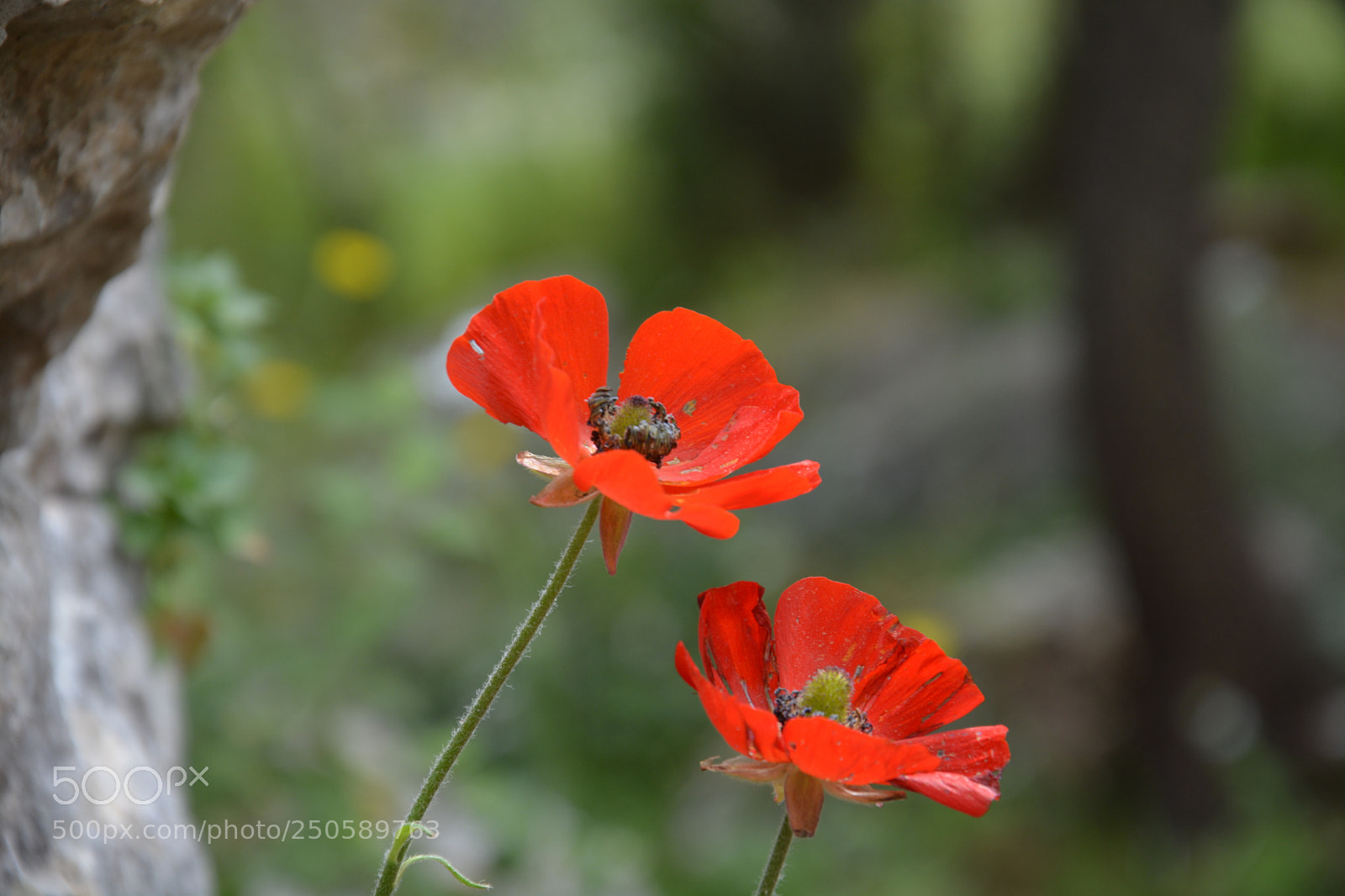 Nikon D5200 sample photo. Spring photography