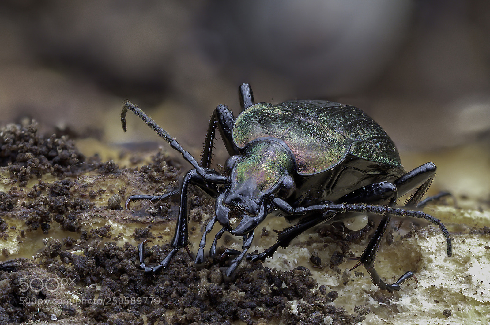 Olympus OM-D E-M1 Mark II sample photo. Carabus nemoralis photography