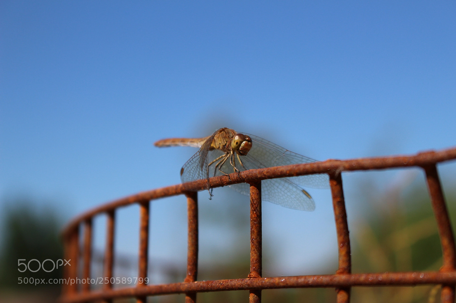 Canon EOS 100D (EOS Rebel SL1 / EOS Kiss X7) sample photo. Petit libellule ! photography