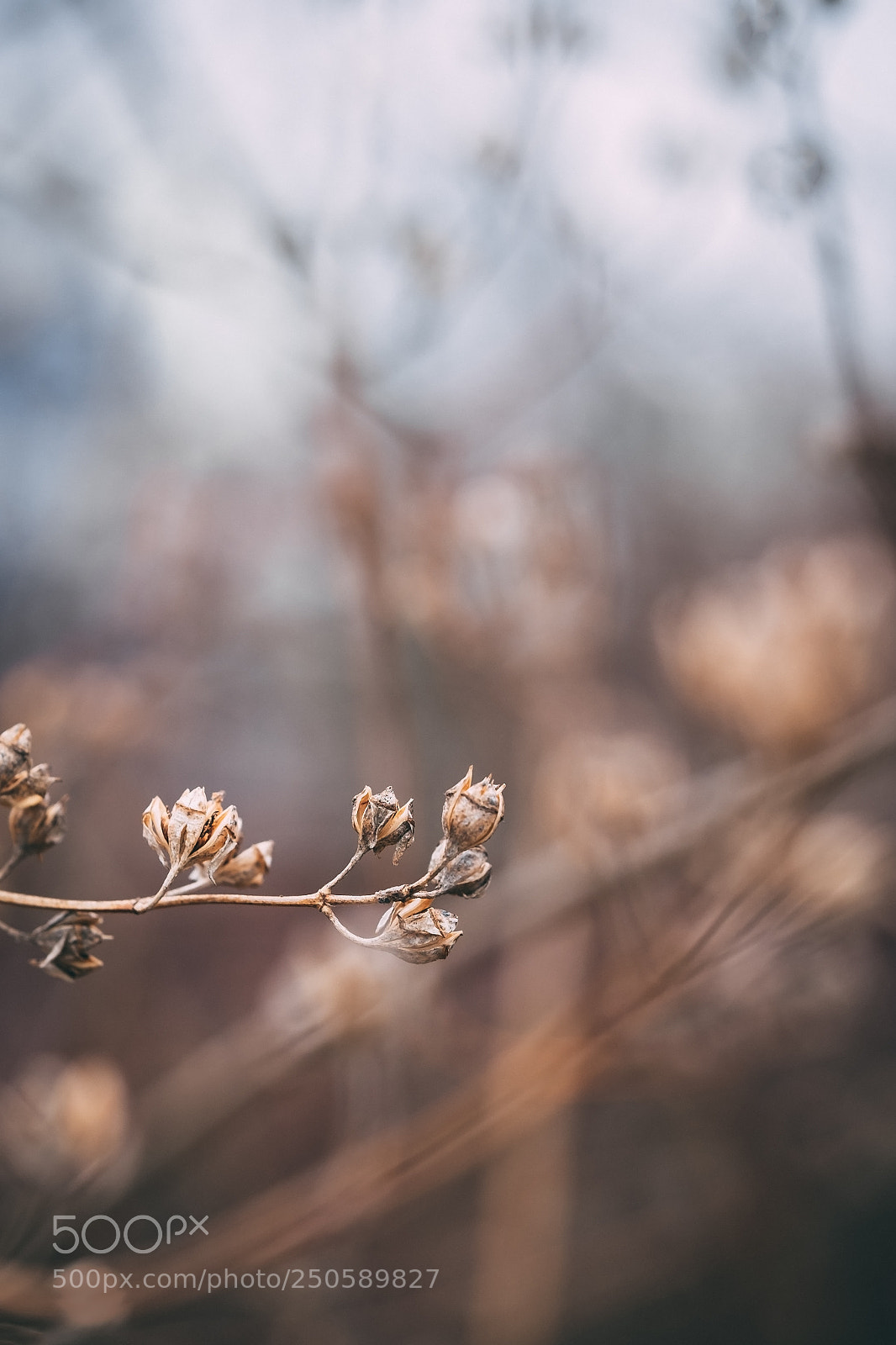 Fujifilm X-T1 sample photo. * photography