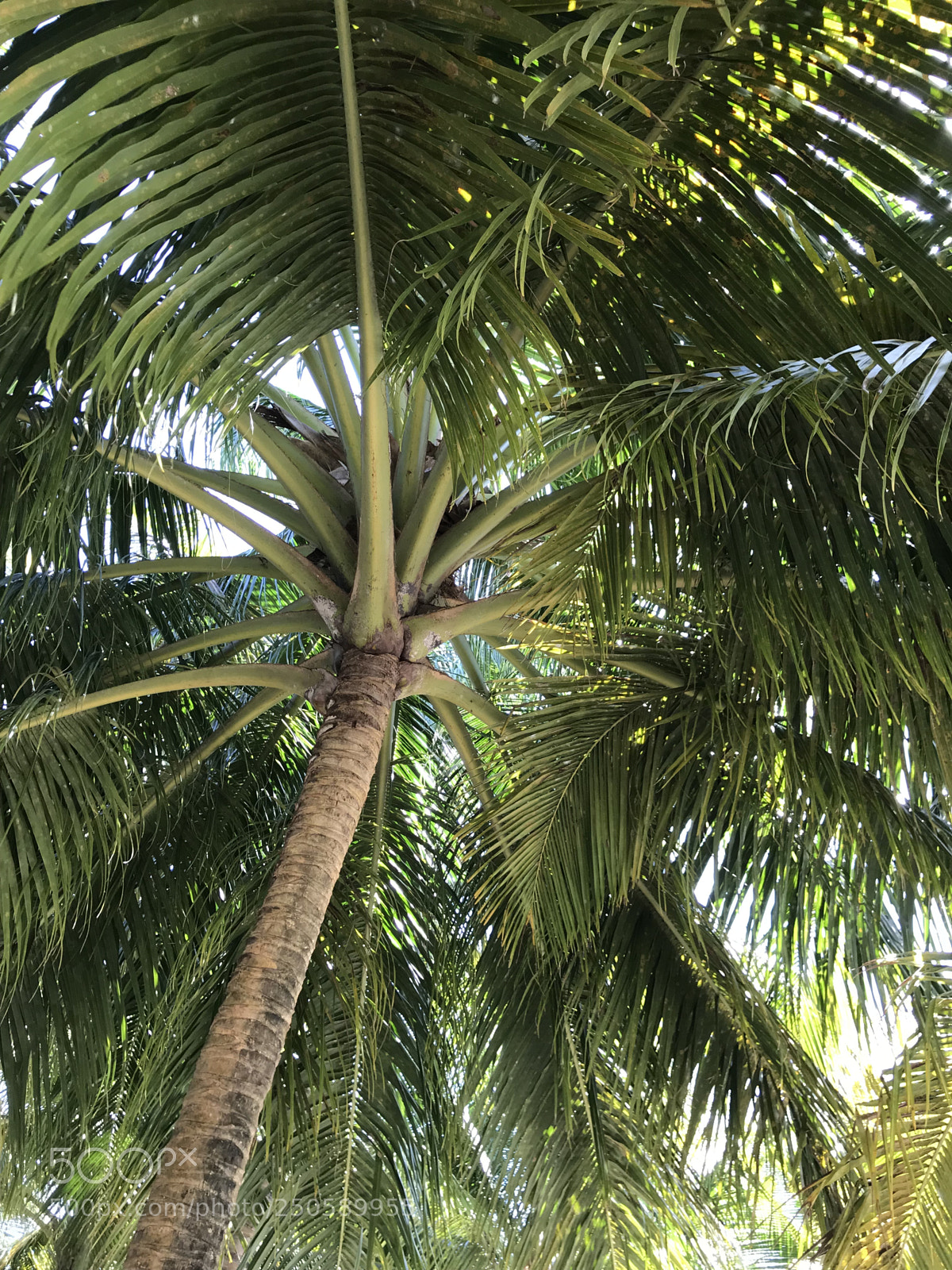 Apple iPhone 7 sample photo. Panorama sotto le palme  photography