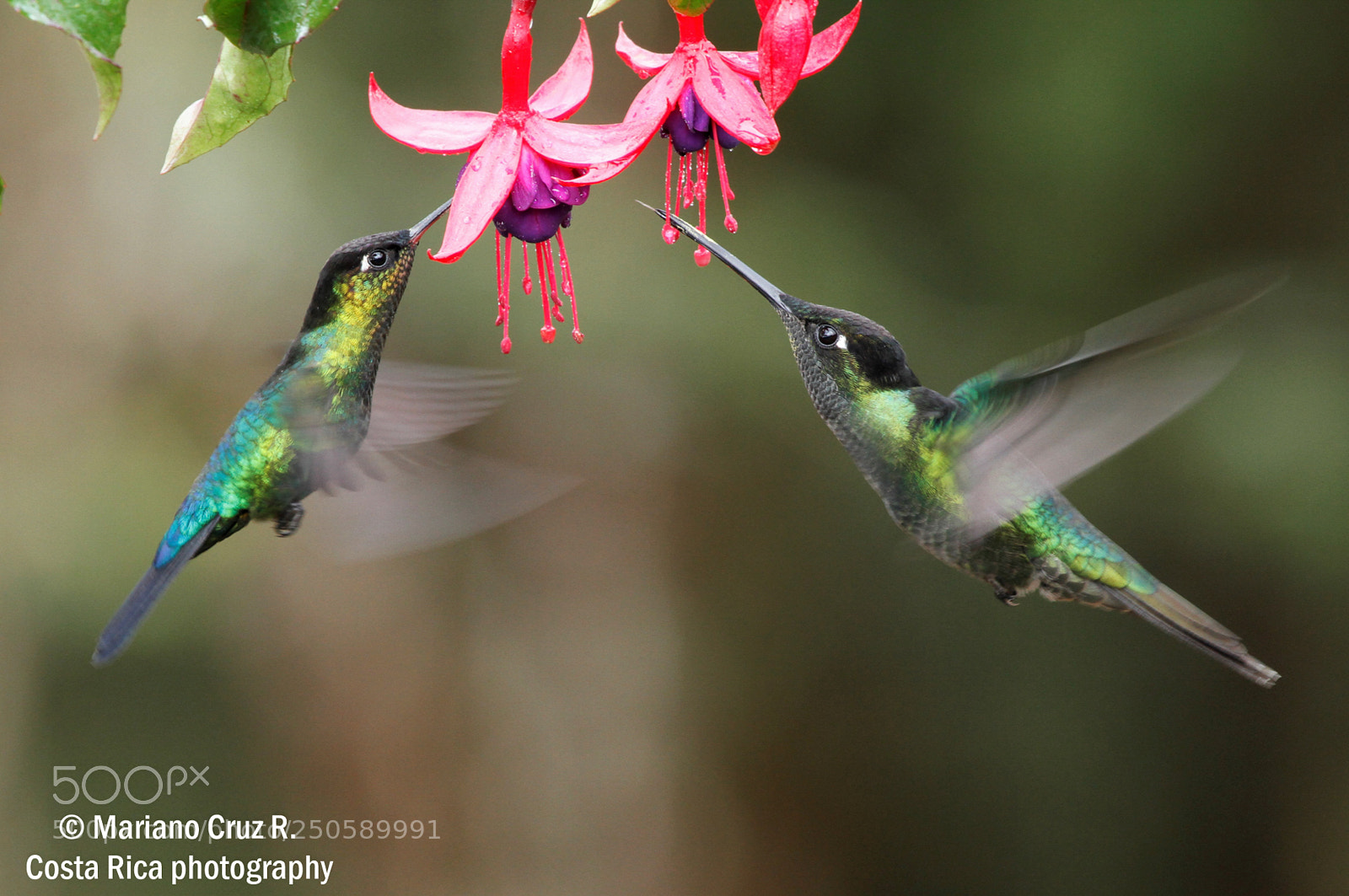 Canon EOS 7D sample photo. Hummingbirds photography