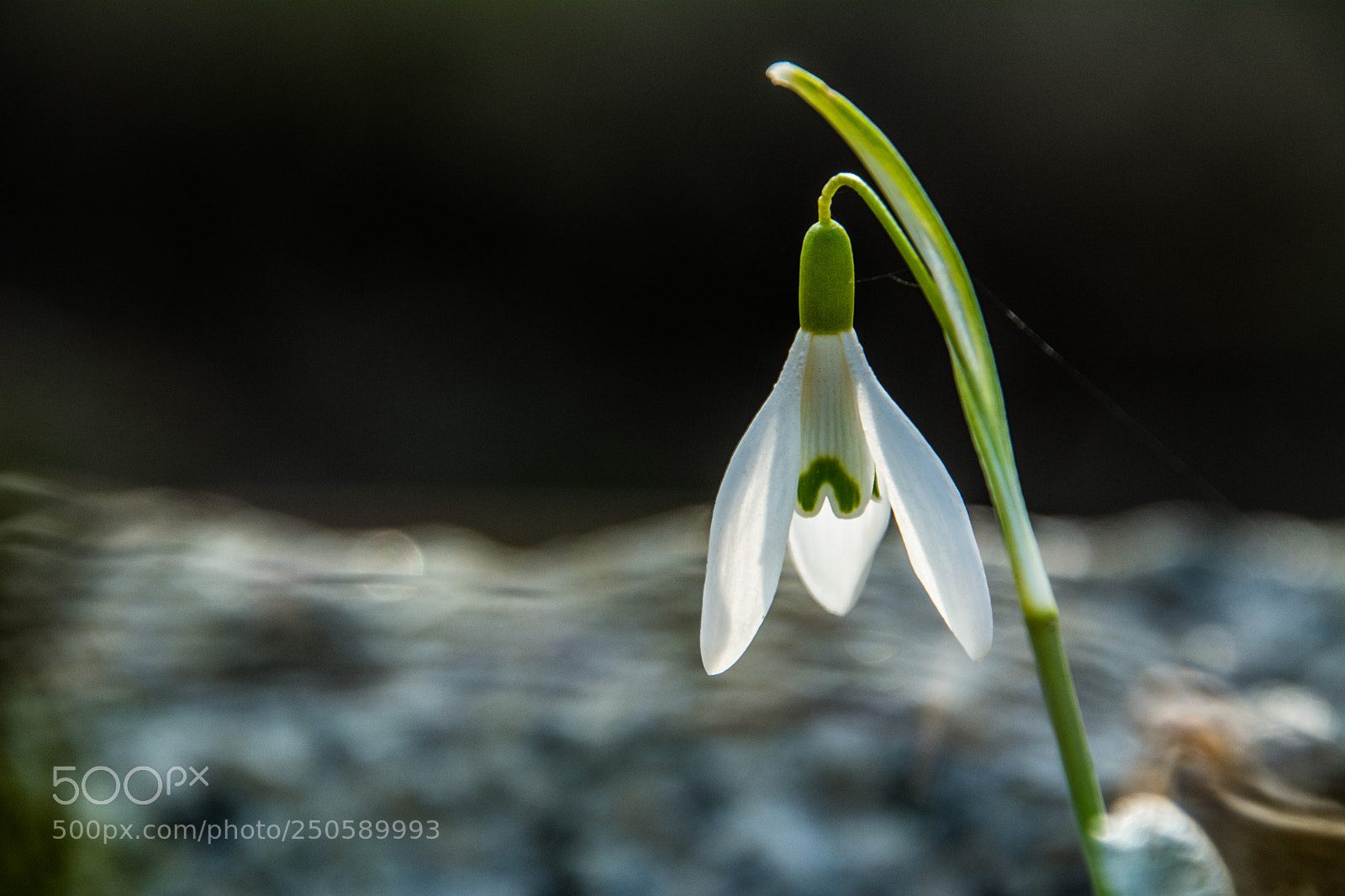 Nikon D7100 sample photo. Flow 24.3.2018 photography