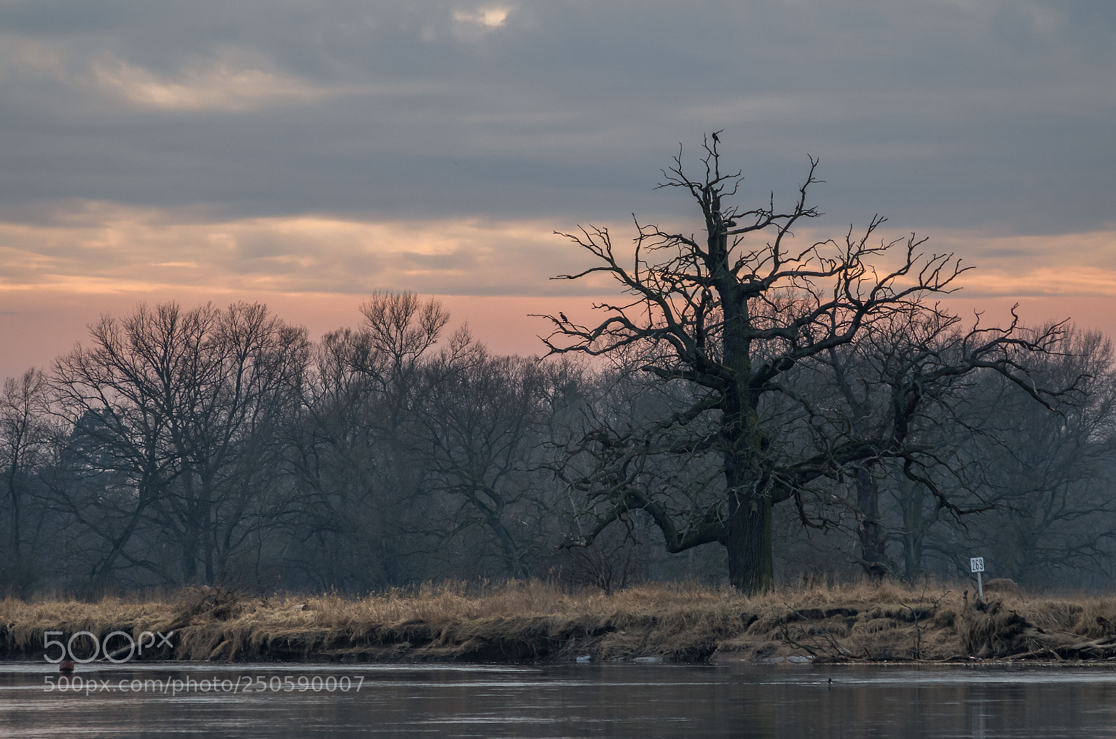 Pentax K-50 sample photo. Old oak photography