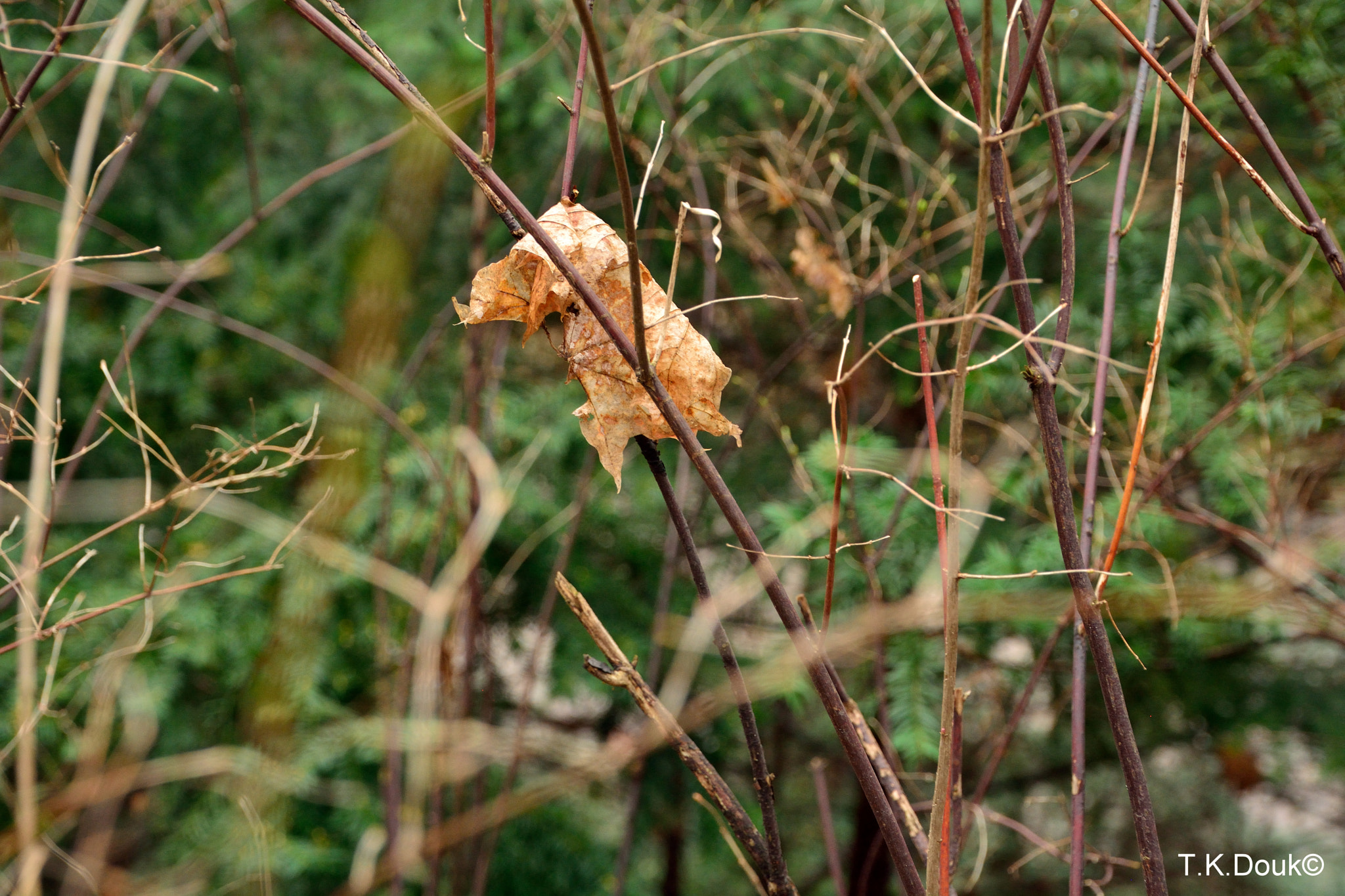 Nikon D5200 sample photo. Details create the big picture photography