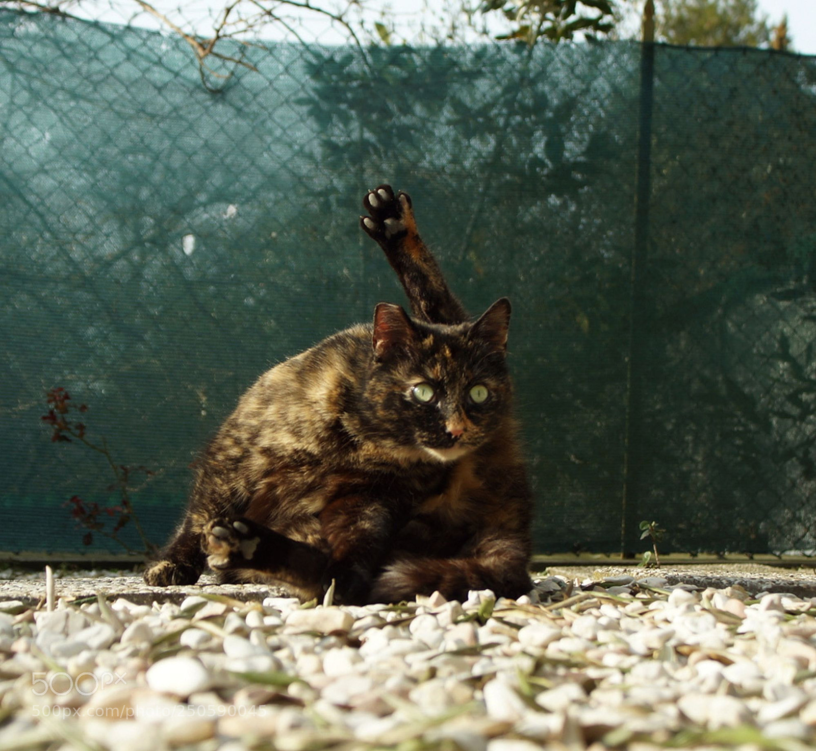 Sony SLT-A57 sample photo. Yoga cat photography