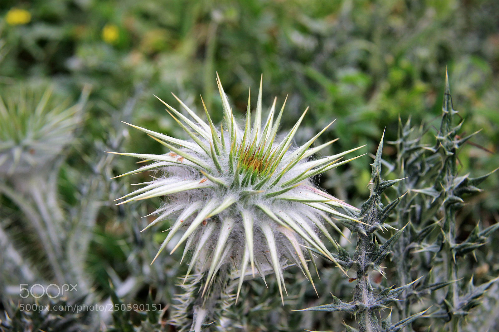 Canon EOS 600D (Rebel EOS T3i / EOS Kiss X5) sample photo. Thorns photography